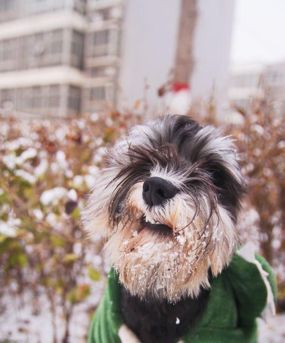 雪纳瑞冬天需要穿衣服吗？（宠物保暖知识和冬季饲养注意事项）