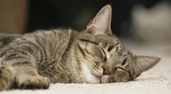 新手入门！猫咪的常见病及救治方法