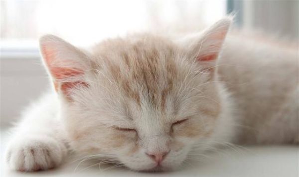 新手入门！猫咪的常见病及救治方法
