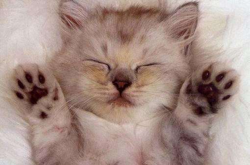 新手入门！猫咪的常见病及救治方法