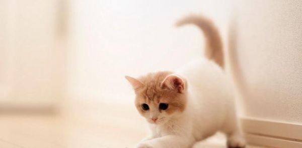 新手入门！猫咪的常见病及救治方法