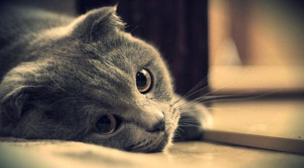 新手入门！猫咪的常见病及救治方法