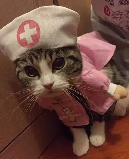 新手入门！猫咪的常见病及救治方法