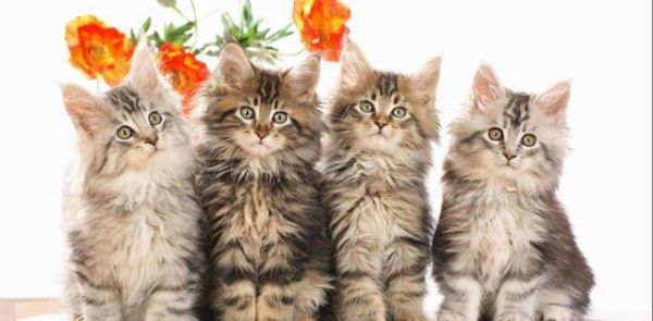 新手入门！猫咪的常见病及救治方法