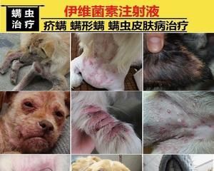 宠物皮肤病防治（如何让你的爱犬远离皮肤疾病）