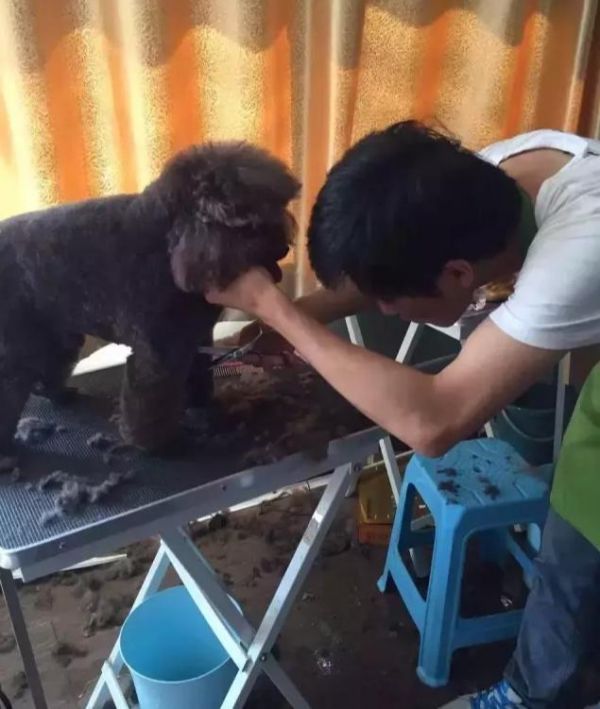 宠物美容比人的美发还贵？揭秘你所不了解的宠物美容师这个职业！
