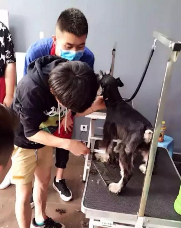 宠物美容比人的美发还贵？揭秘你所不了解的宠物美容师这个职业！