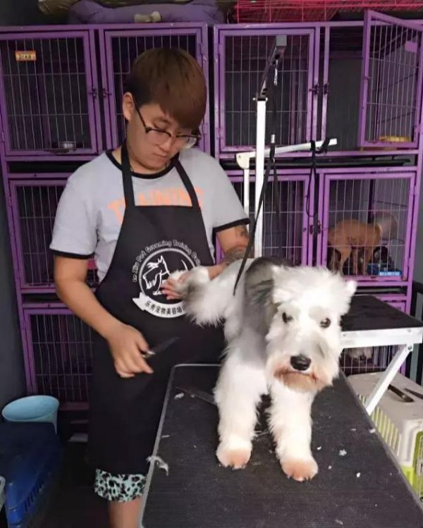 宠物美容比人的美发还贵？揭秘你所不了解的宠物美容师这个职业！