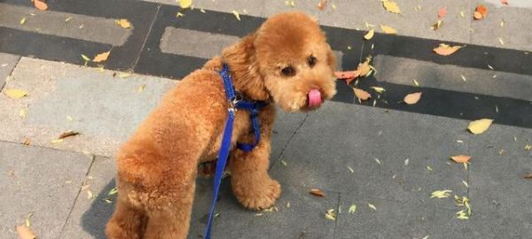 泰迪狗狗为什么喜欢粘人（探究泰迪狗狗性格特点）