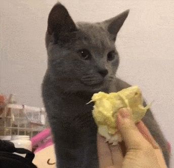 小猫可以吃什么人吃的东西（猫咪营养餐单，哪些人类食物适合小猫？）