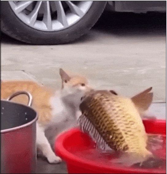 小猫可以吃什么人吃的东西（猫咪营养餐单，哪些人类食物适合小猫？）