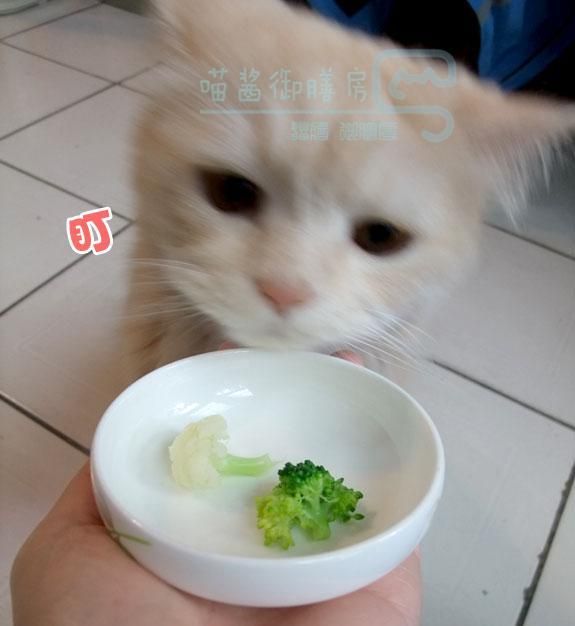 宠物春季蔬食科普，自制宠食再也不会不知道该准备什么蔬食了哟！