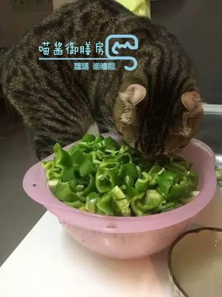 宠物春季蔬食科普，自制宠食再也不会不知道该准备什么蔬食了哟！
