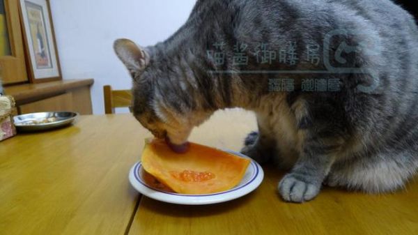 宠物春季蔬食科普，自制宠食再也不会不知道该准备什么蔬食了哟！