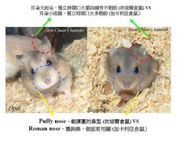 如何区分一线仓鼠与三线仓鼠?盘点它们的五大区别 助你轻松区分