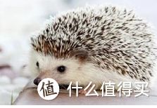 训狗技巧