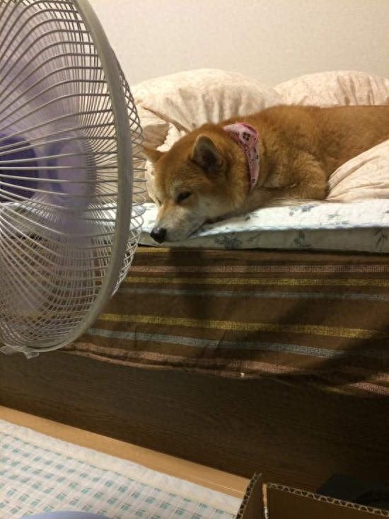 贪求凉快的宠物们，炎炎夏日注意别让它们中暑咯