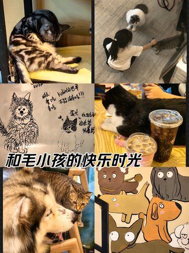 猫狗大混战