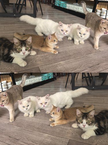 店里猫咪超治愈来看看有没有你喜欢的类型