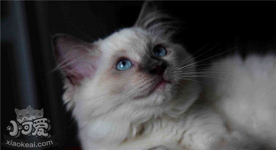 布偶猫的饮食怎么安排 喂食布偶猫有哪些注意事项