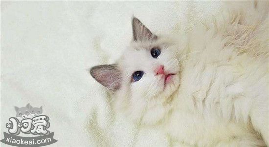 布偶猫的饮食怎么安排 喂食布偶猫有哪些注意事项