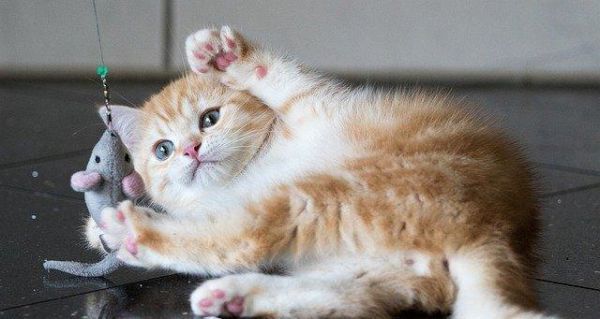 新生猫咪的饮食指南（照顾新生猫咪）
