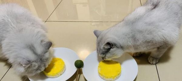 猫咪健康饮食成长指南（以宠物为主，让猫咪吃得健康快乐）