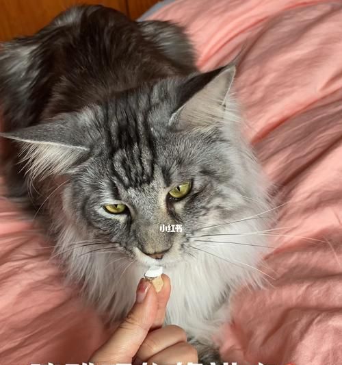 小猫的健康饮食——水煮蛋（让宠物拥有均衡营养）