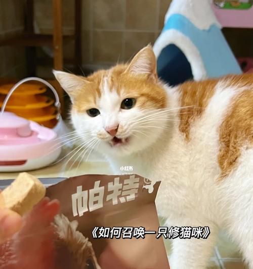 小猫的健康饮食——水煮蛋（让宠物拥有均衡营养）