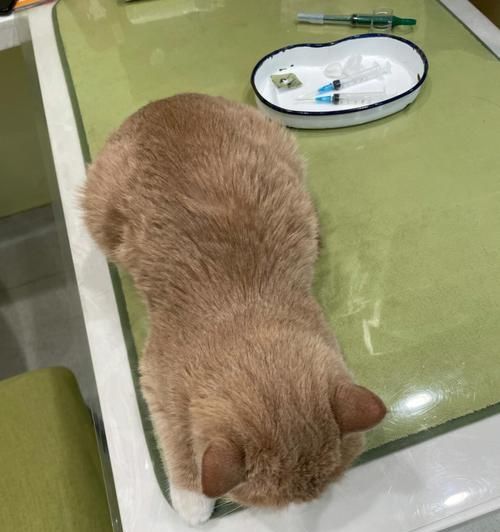 小猫的健康饮食——水煮蛋（让宠物拥有均衡营养）