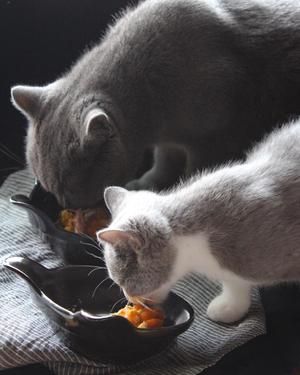 猫咪的营养餐的做法 步骤7