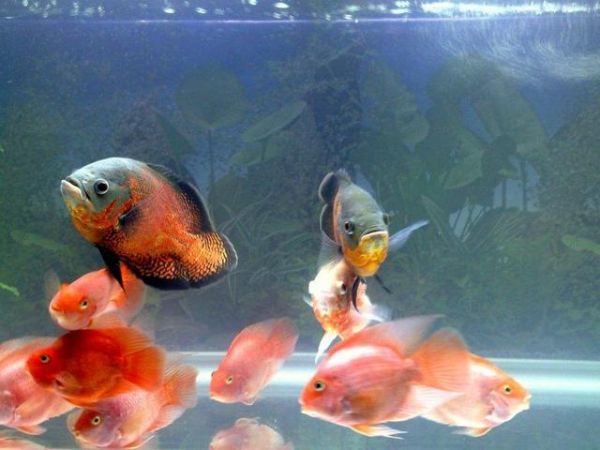 养鱼用什么鱼食好？满足这五种特征，让你的鱼儿长得快又健康
