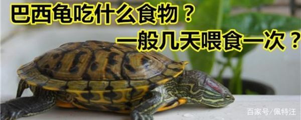 巴西龟吃什么,巴西龟吃什么 如何喂养