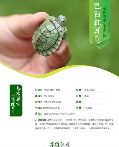 巴西龟吃什么,巴西龟吃什么 如何喂养