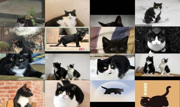 踏雪寻梅猫和乌云盖雪猫