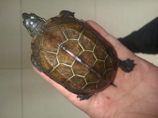 乌龟入门推荐:花龟、草龟和巴西龟的饲养攻略