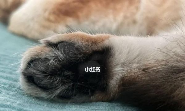 猫咪手上的小肉球（探究猫咪手上小肉球的成因和治疗方法）