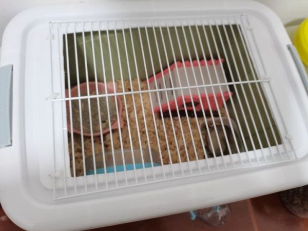 速看!你真的了解仓鼠吗?