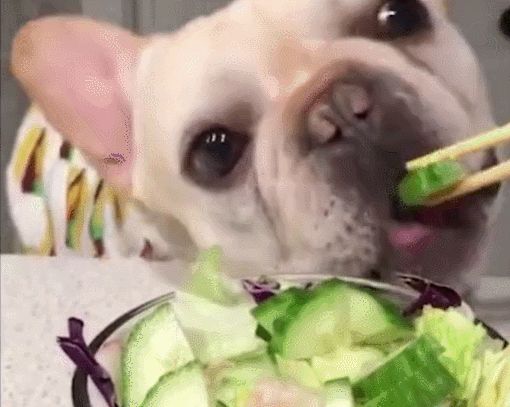 狗狗吃什么食物最好