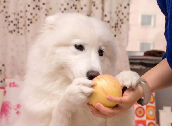 狗狗吃什么食物最好