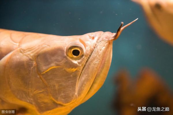 1一2厘米小鱼几天喂一次（喂食频率及饵料选择）