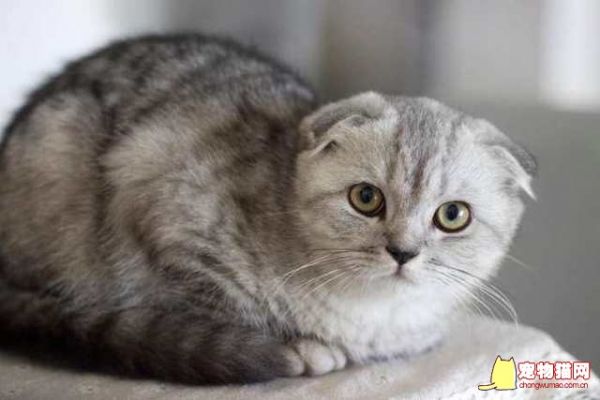 宠物猫