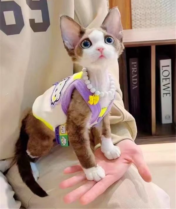 宠物猫