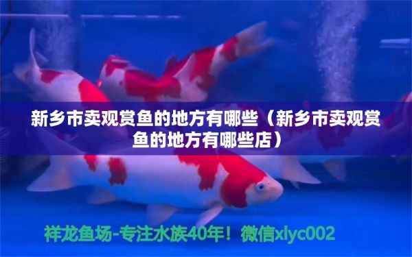 新乡市卖观赏鱼的地方有哪些（新乡市卖观赏鱼的地方有哪些店） 潜水艇鱼