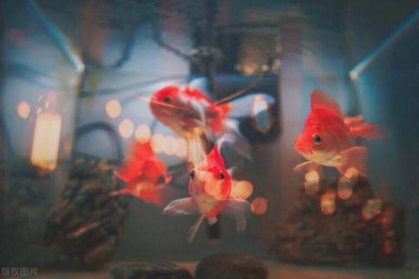 鱼缸死鱼后怎么消毒，高锰酸钾浸泡后会影响细菌屋的使用么？