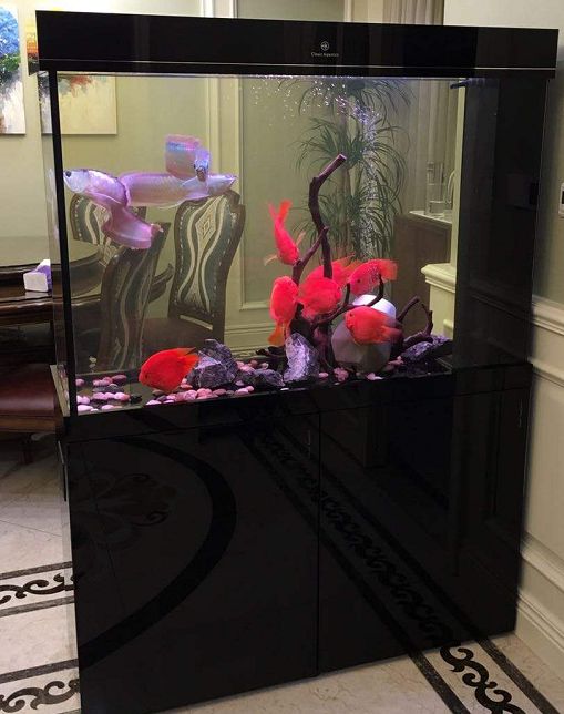鱼缸死鱼后怎么消毒，高锰酸钾浸泡后会影响细菌屋的使用么？