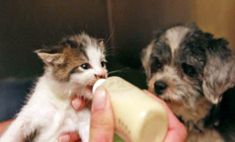 猫咪的营养餐如何搭配