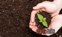 冬青苗怎么栽 冬青小苗栽种注意事项