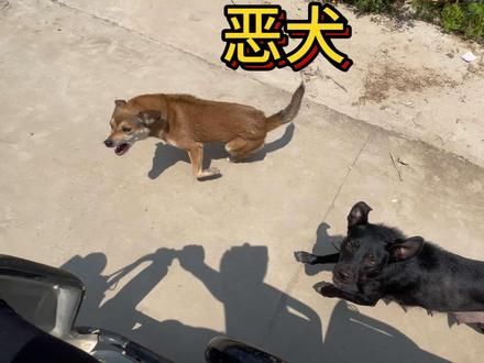 每次路过这个地方都被追着咬，我决定今天带着汪汪队成员把附近几个村庄的恶犬都教训一下。#农村生活 #狗 #乡村守护人