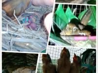 广州颖致生物科技发展有限公司